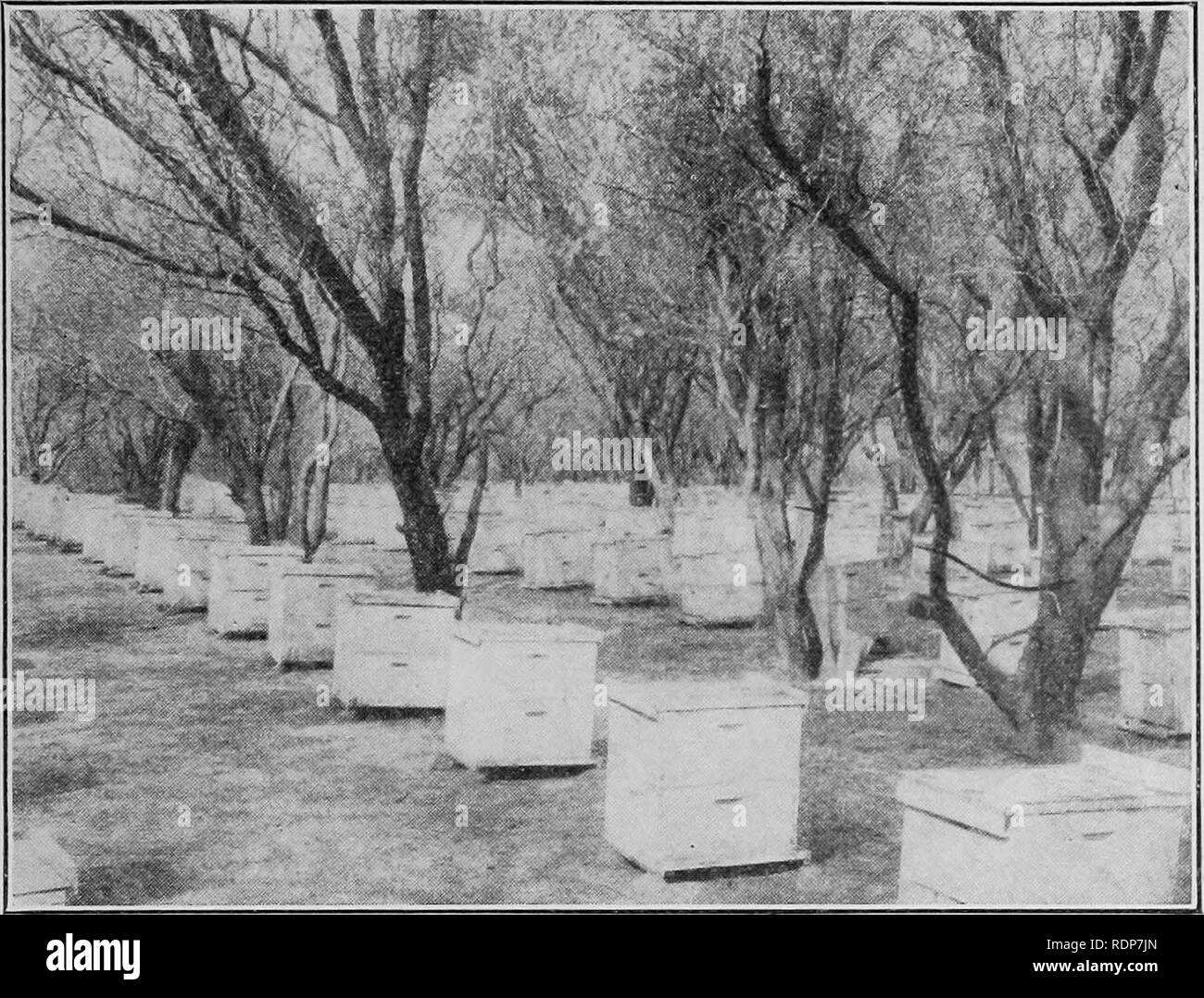 . Bee keeping. April 1919. To the disabled soldiers, sailors, and marines. To aid them in choosing a vocation. Bees. 15 The sage region of southern California offers great opportunities to the beekeeper. The honeys are chiefly white and secretion is abun- dant when there is sufficient rainfall. In this region also honey is obtained from blossoms of citrus fruits, which being irrigated are not so liable to failure as the plants growing in the desert. The chief problem in this part of the country is to strengthen the colonies in time for the nectar flow from citrus fruit blossoms. This may be do Stock Photo
