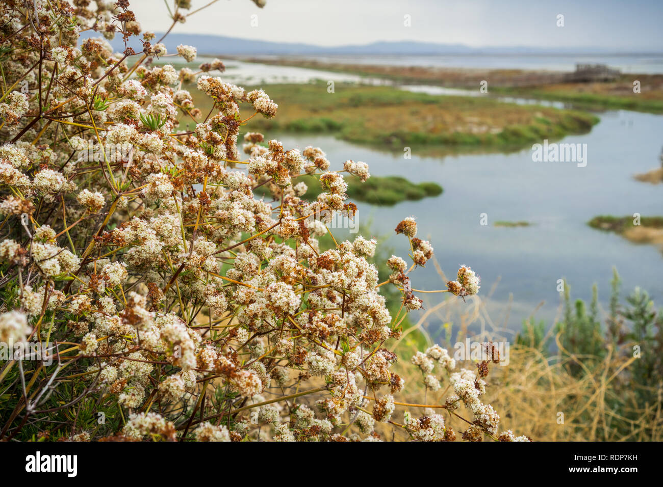 California Buckwheat (Eriogonum fasciculatum) wildflowers, Alviso marsh, California Stock Photo