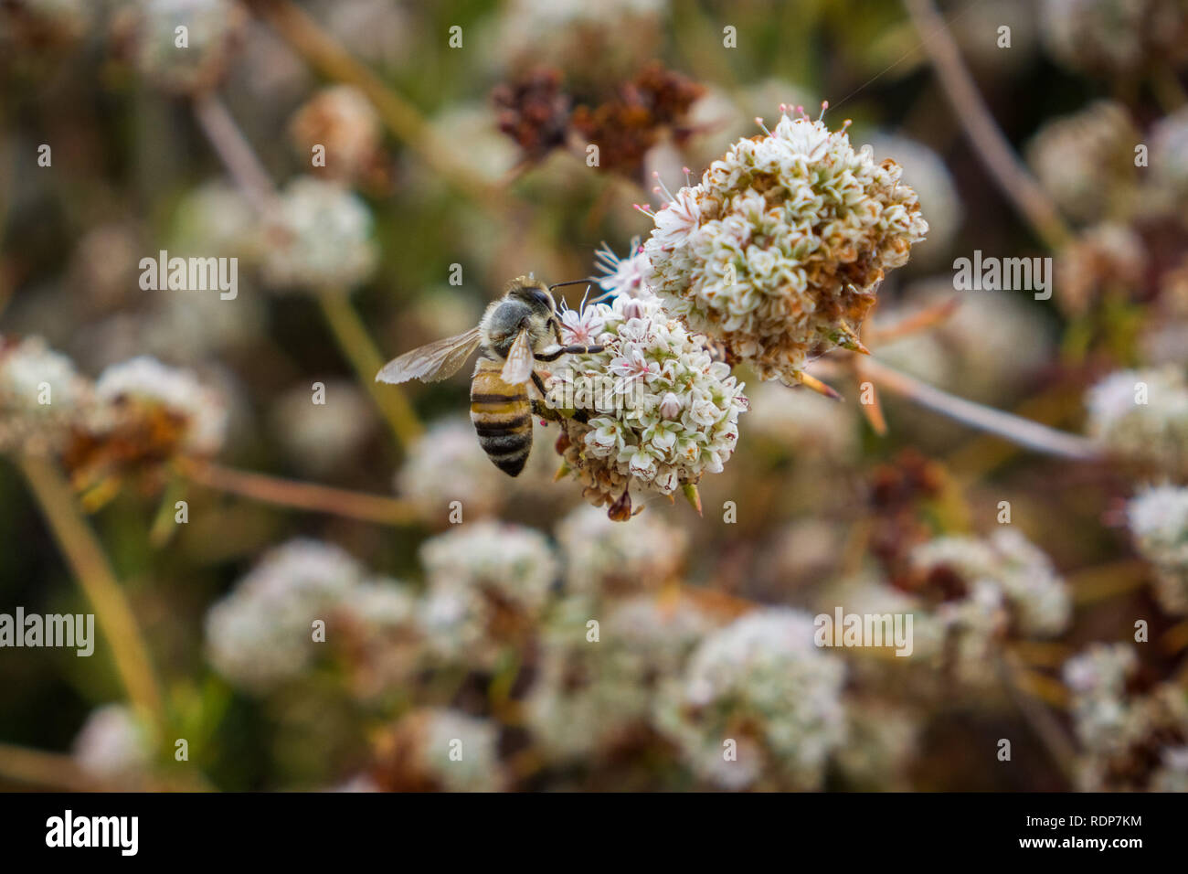 Bee pollinating California Buckwheat (Eriogonum fasciculatum) wildflowers, Alviso marsh, California Stock Photo
