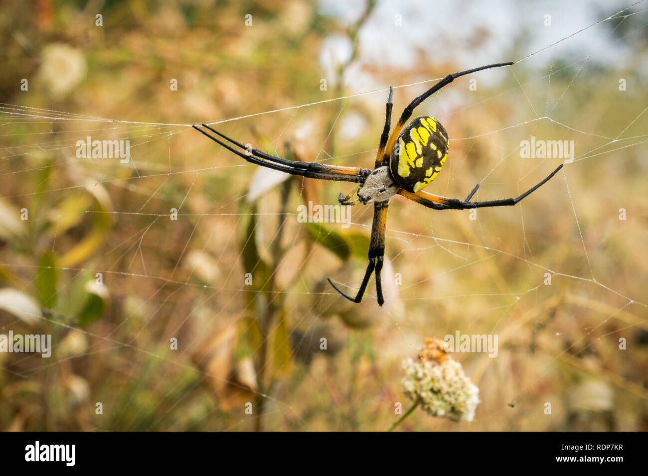 Large female garden spider (Argiope aurantia), Alviso marsh, San Francisco bay area, California Stock Photo