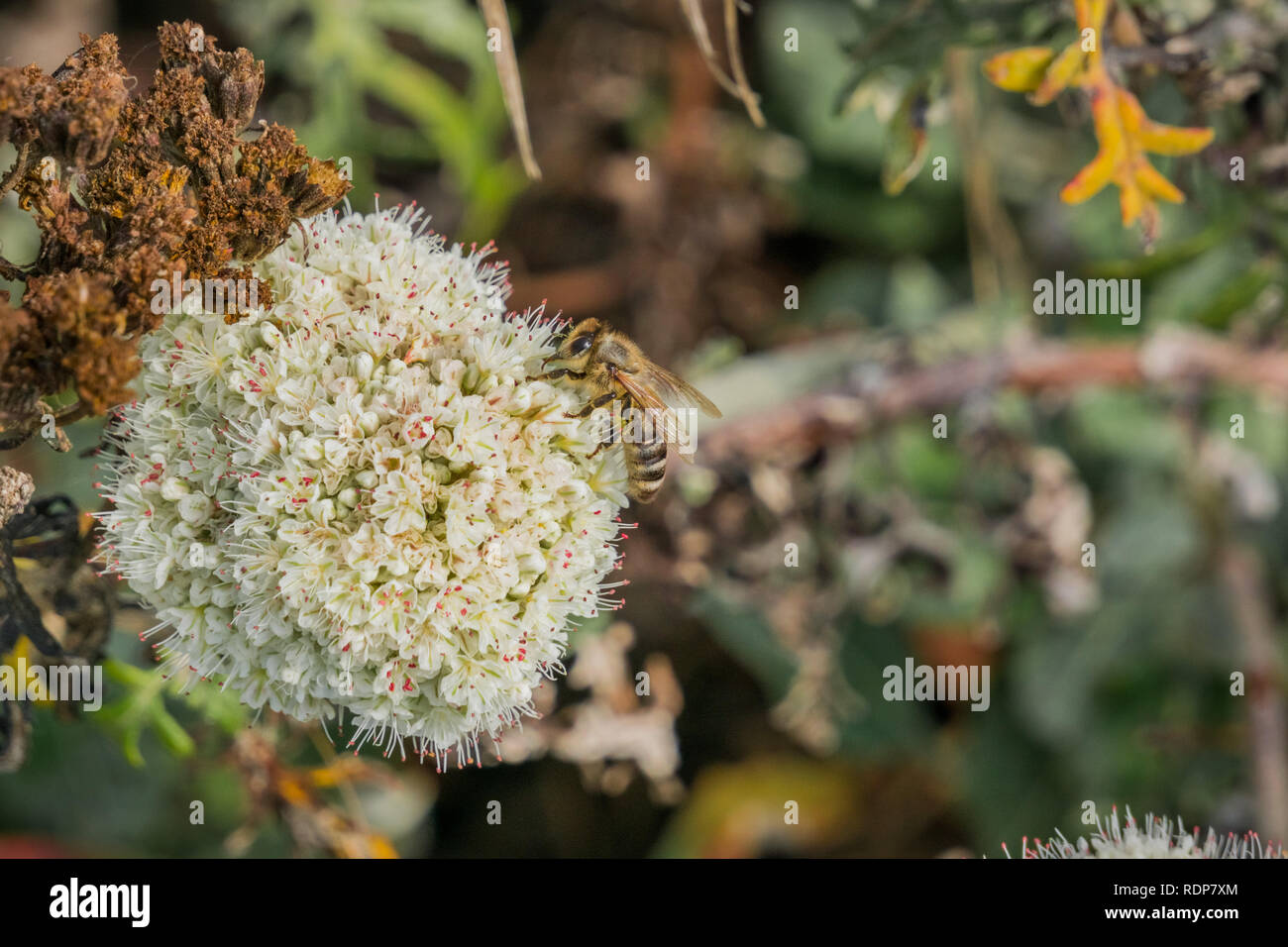 Bee pollinating California Buckwheat (Eriogonum fasciculatum) wildflowers, California Stock Photo