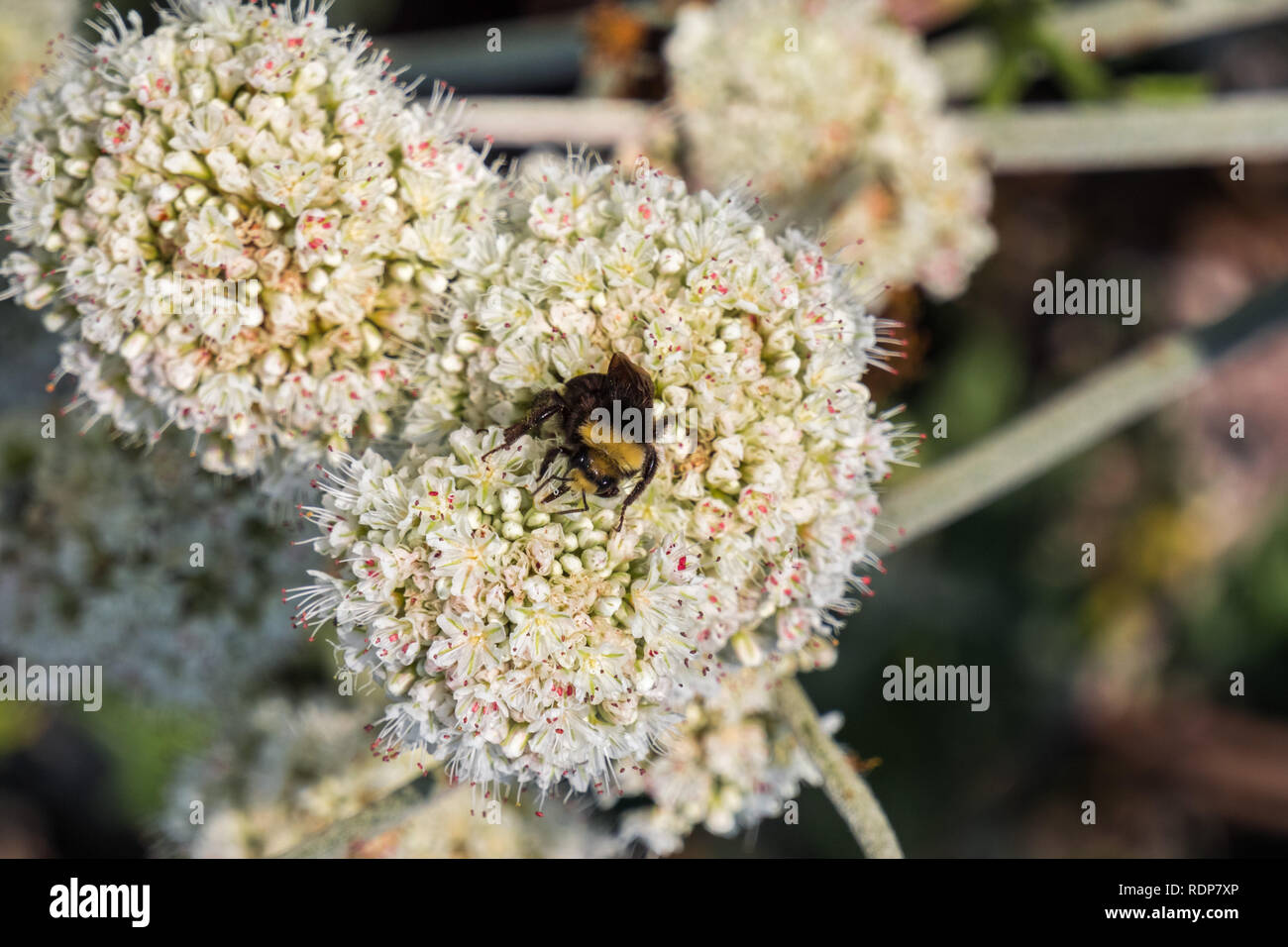 Bumble bee pollinating California Buckwheat (Eriogonum fasciculatum) wildflowers, California Stock Photo
