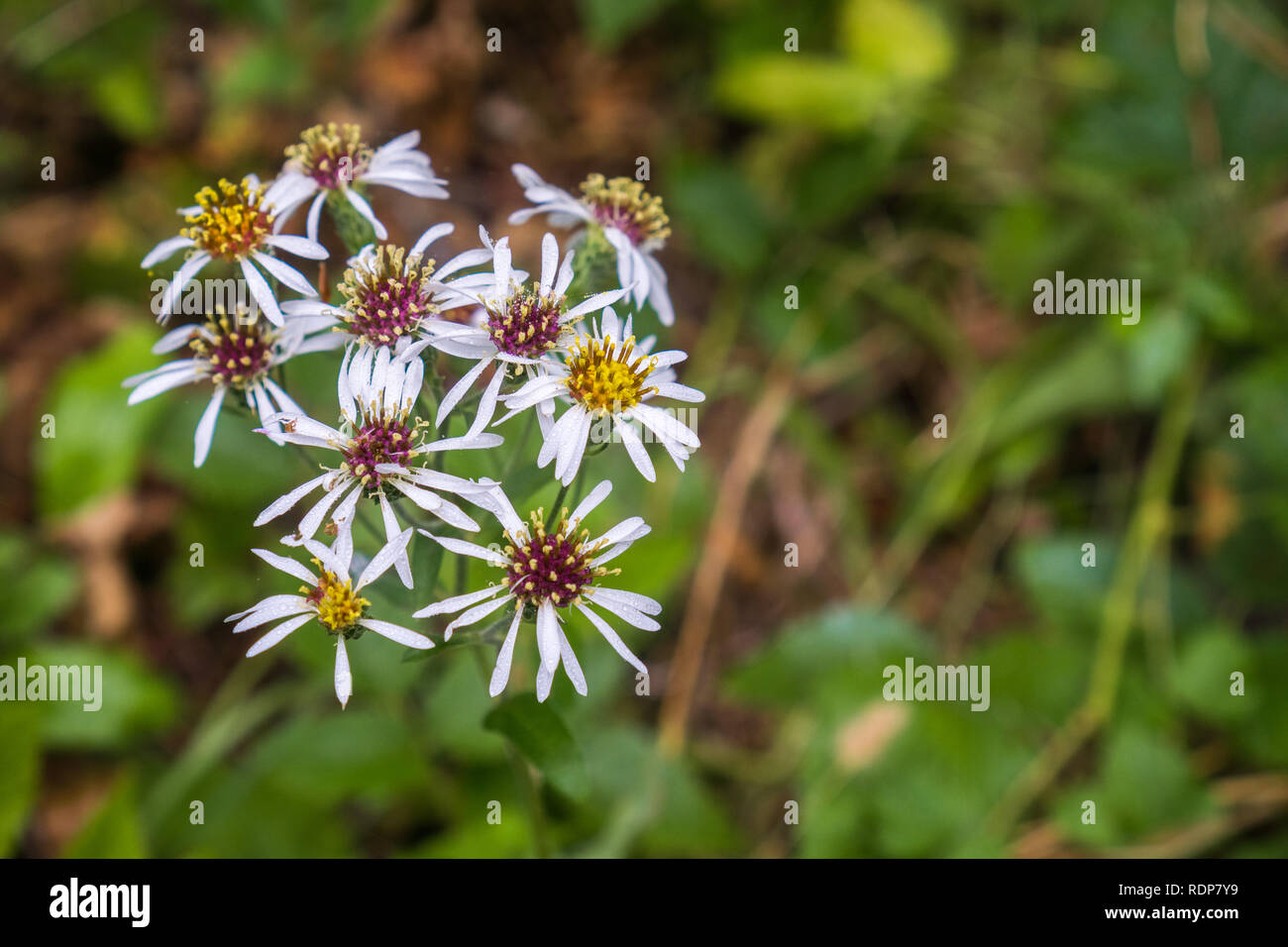 Roughleaf aster (Eurybia radulina) wildflowers covered in dew, California Stock Photo