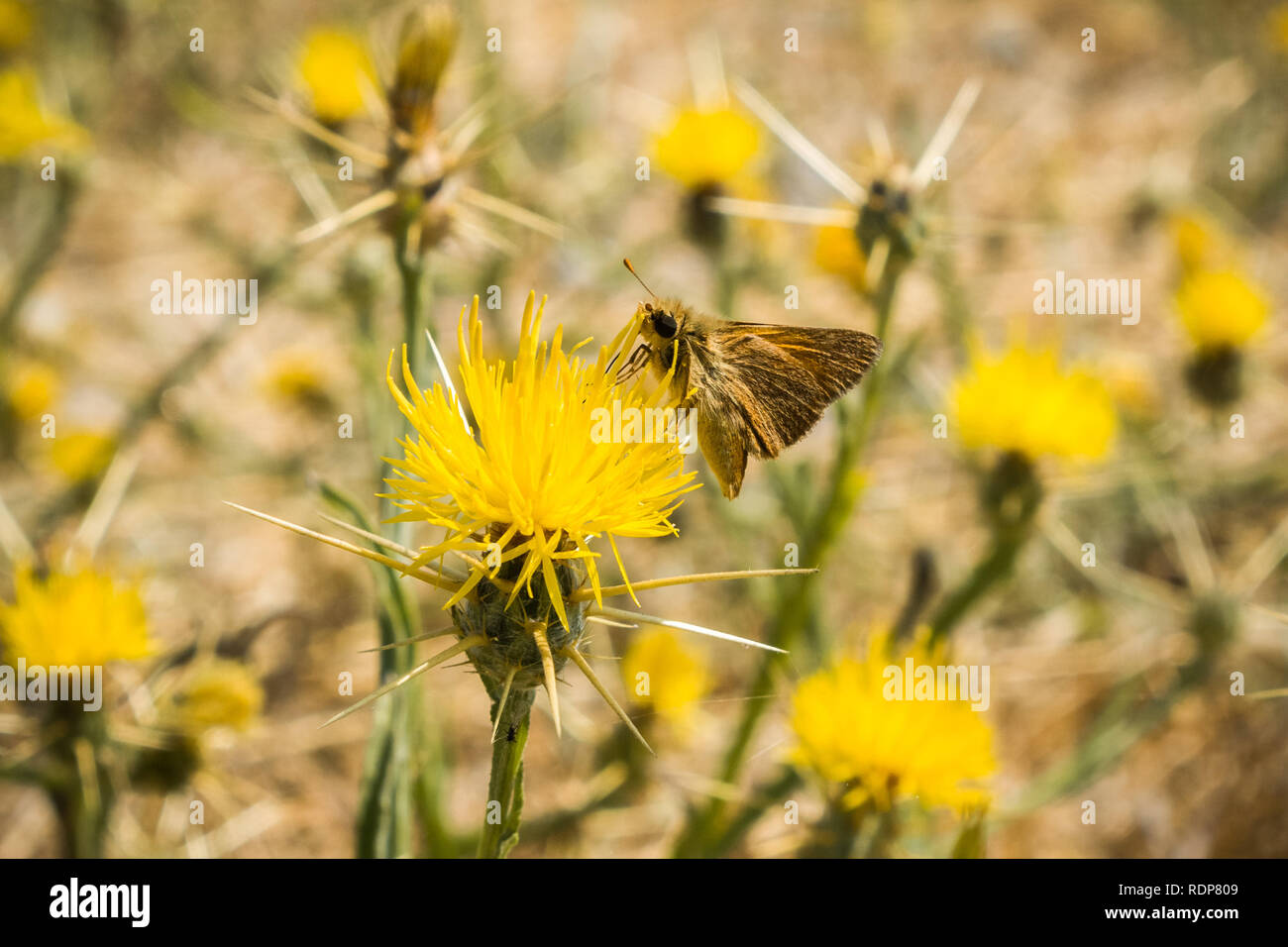 Fiery Skipper Butterfly (Hylephila phyleus) perched on a Yellow star thistle (Centaurea solstitialis) blooming in summer, Sunnyvale, California Stock Photo