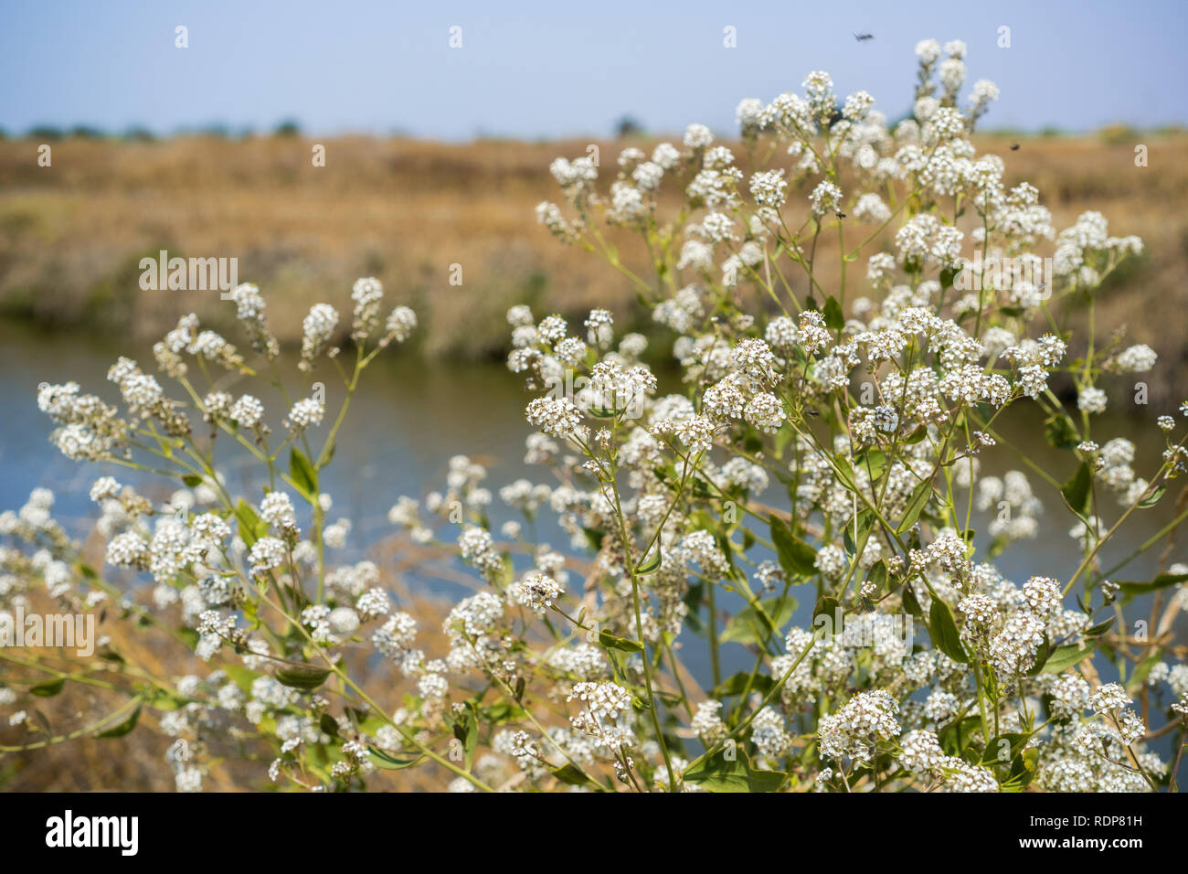 Broad leaved pepper grass (Lepidium latifolium) wildflowers growing on the shoreline of south San Francisco bay, California; native to Europe and Asia Stock Photo