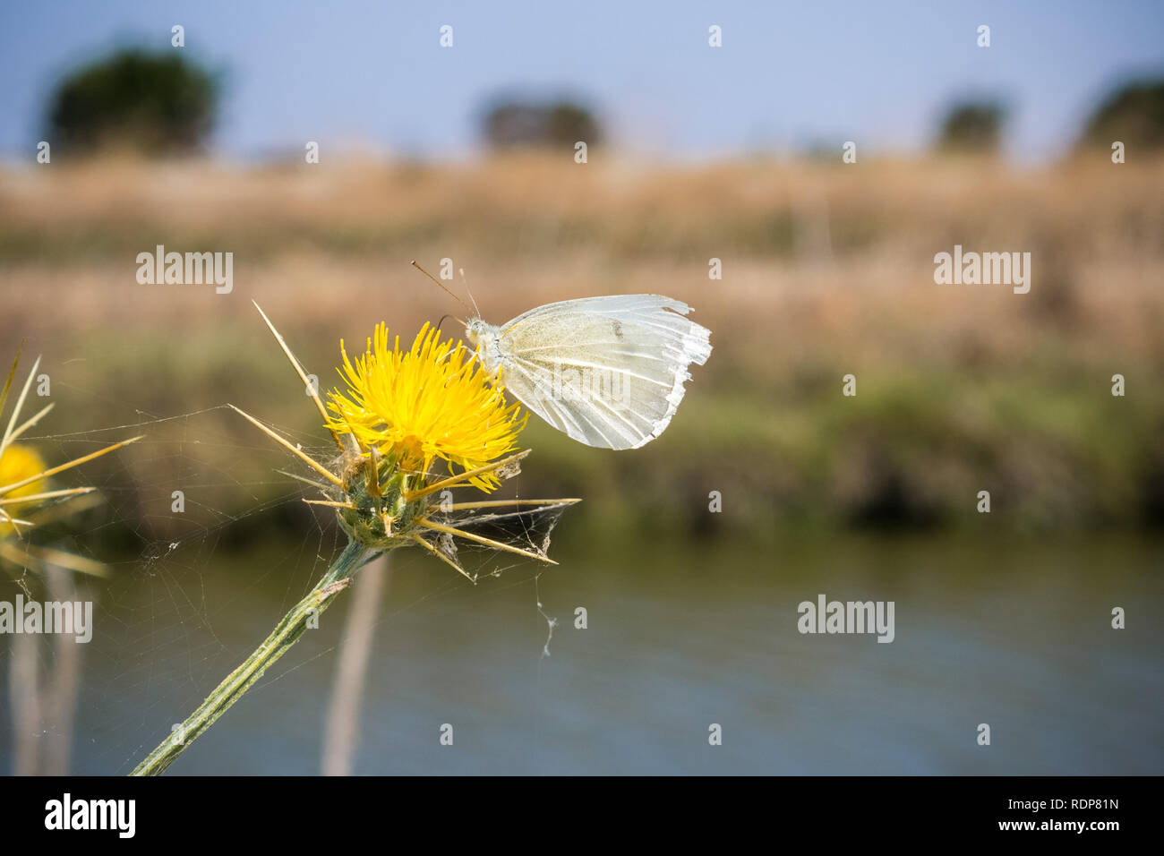 White Cabbage Butterfly pollinating a yellow star thistle wildflower, California Stock Photo
