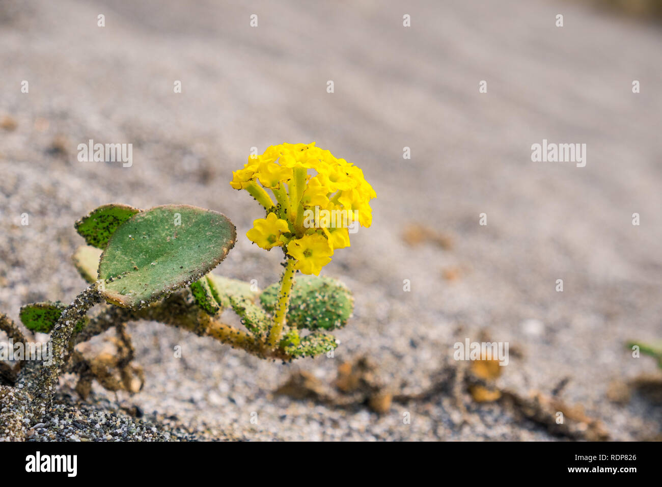 Abronia arenaria hi-res stock photography and images - Alamy