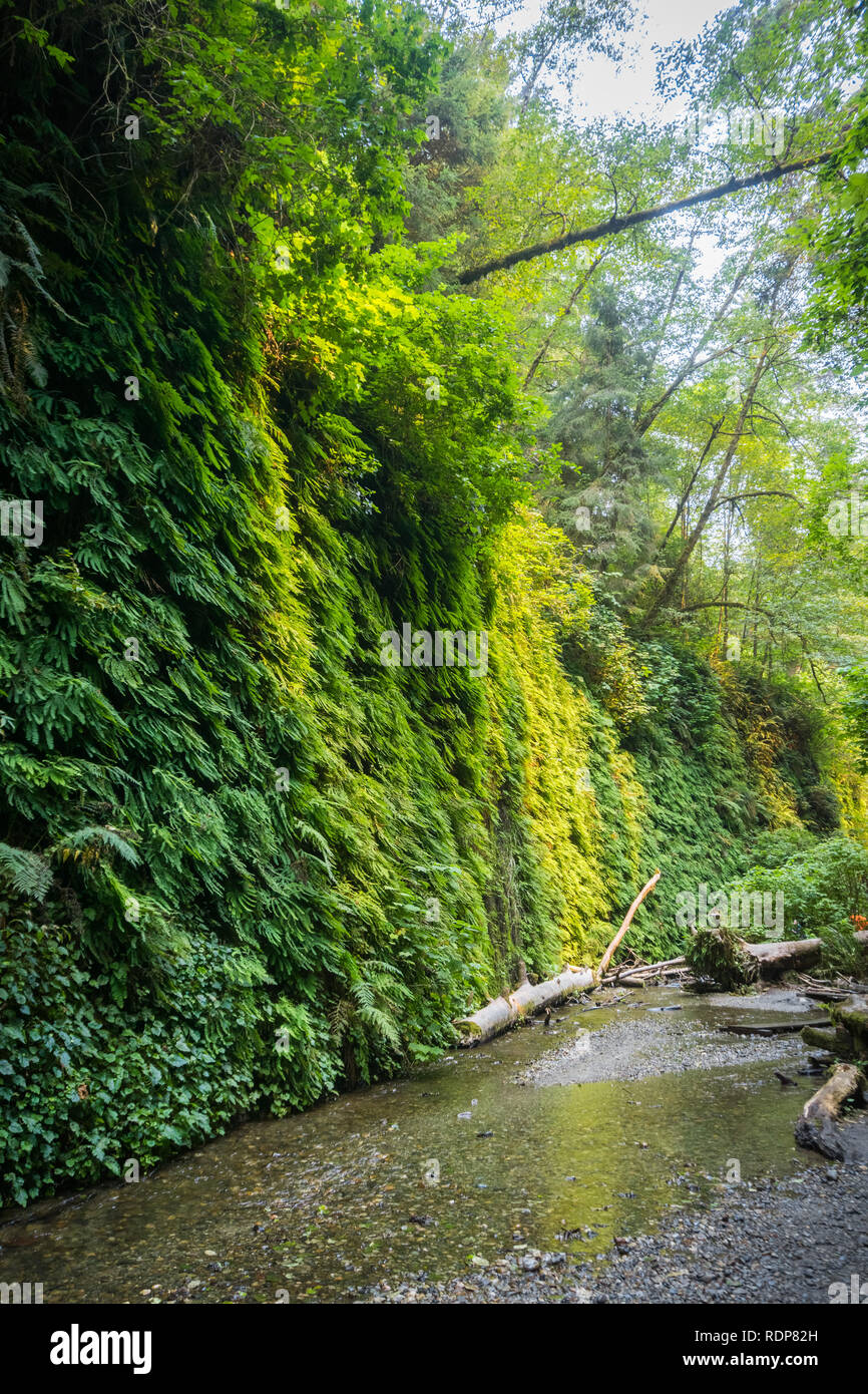 Wall covered in five fingered ferns, Fern Canyon, Prairie Creek Redwoods State Park, California Stock Photo