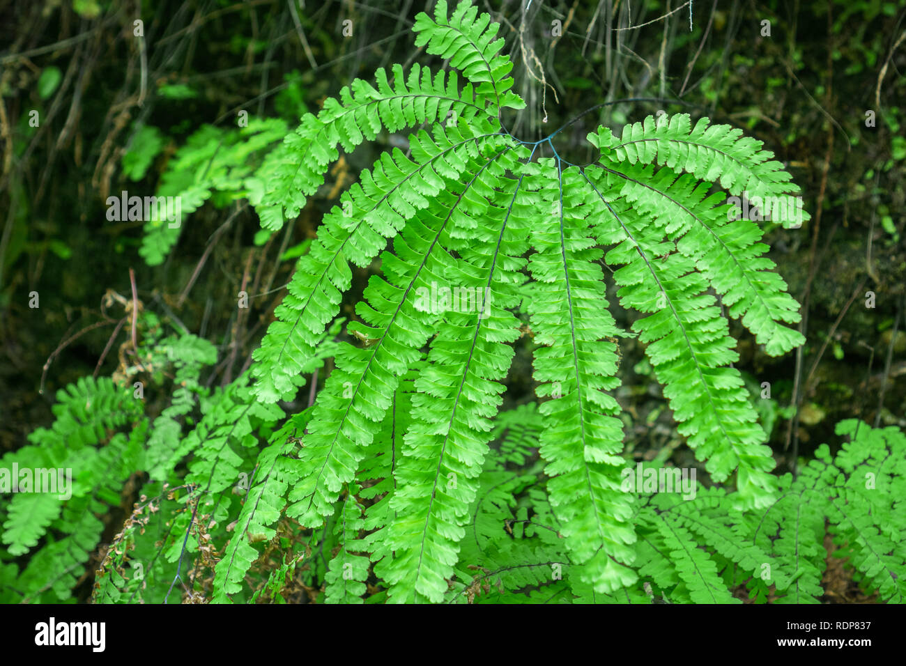 Close up of Five finger fern (Adiantum aleuticum), Prairie Creek Redwoods State Park, California Stock Photo