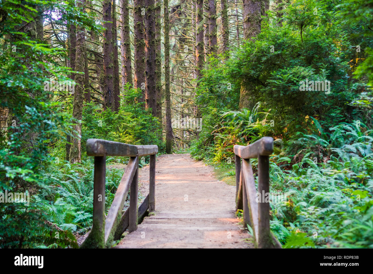 Wooden bridge and hiking path through an evergreen trees forest, Prairie Creek Redwoods State Park, California Stock Photo