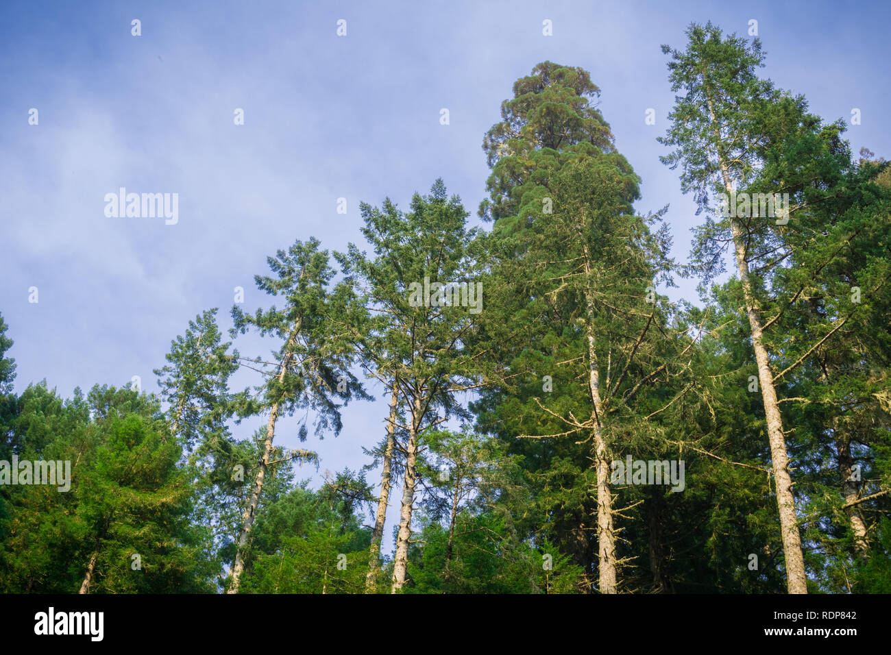 Tall evergreen trees hi-res stock photography and images - Alamy