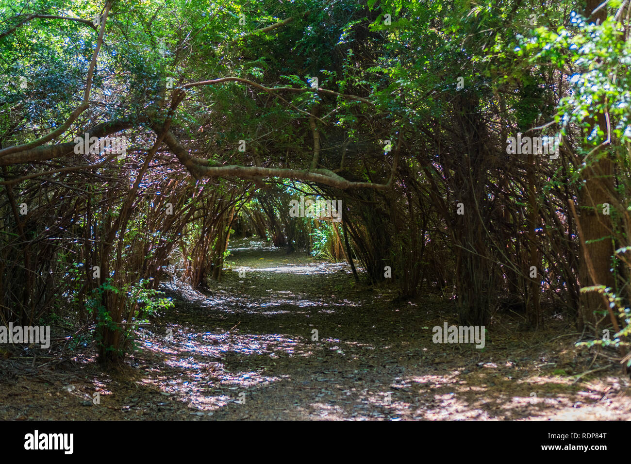 Tunnel Trail, South Slough National Estuarine Research Reserve, Coos Bay, Oregon Stock Photo