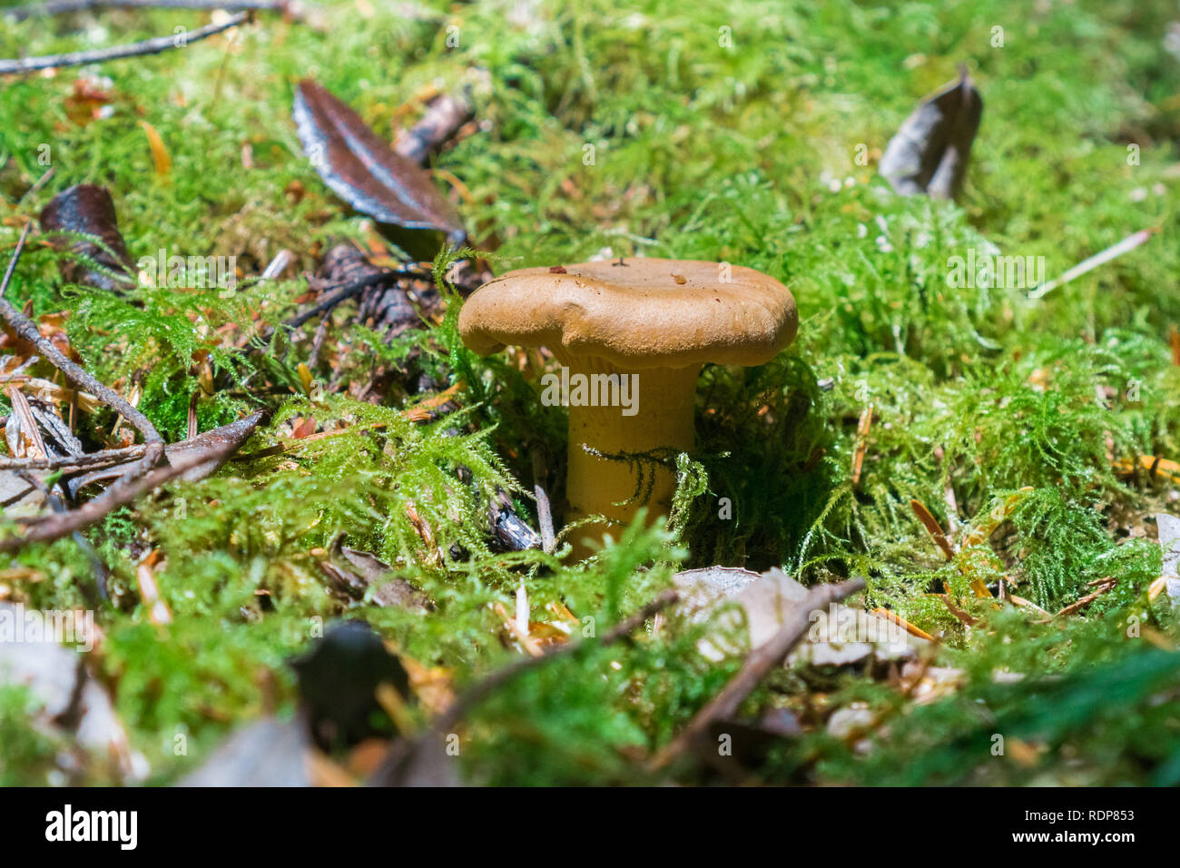 Tiny mushroom growing among moss in the forest Stock Photo