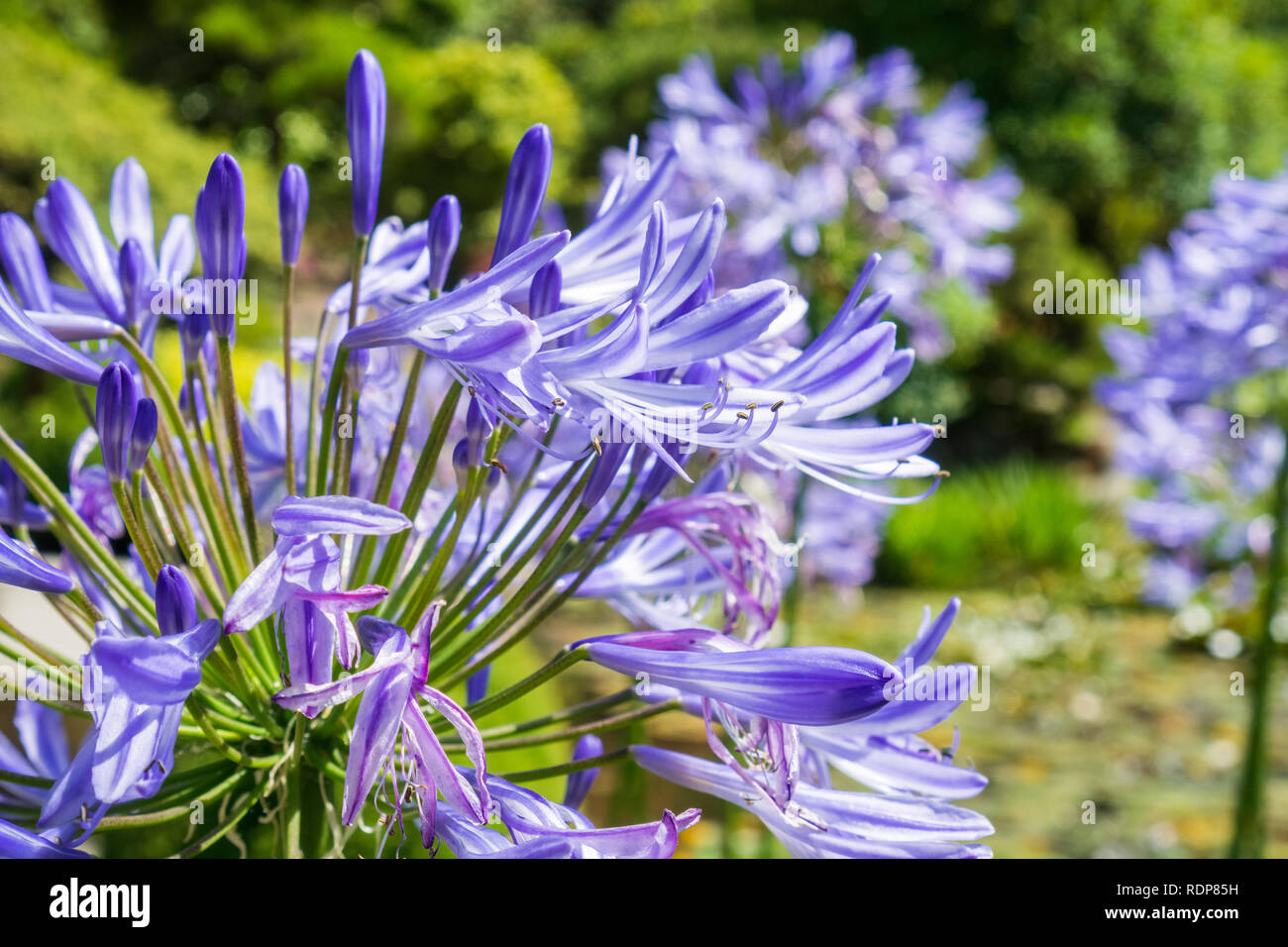 Close up of Lily of the Nile (Agapanthus) flowers used for landscaping Stock Photo