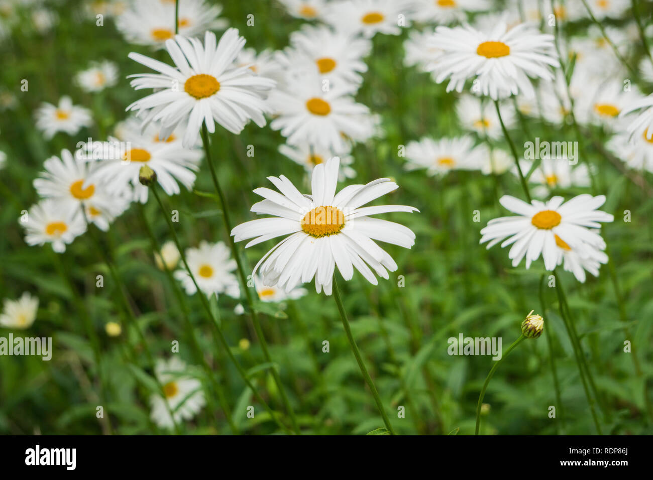 Daisy flowers blooming on a meadow Stock Photo