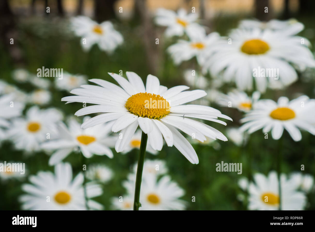 Daisy flowers blooming on a meadow Stock Photo