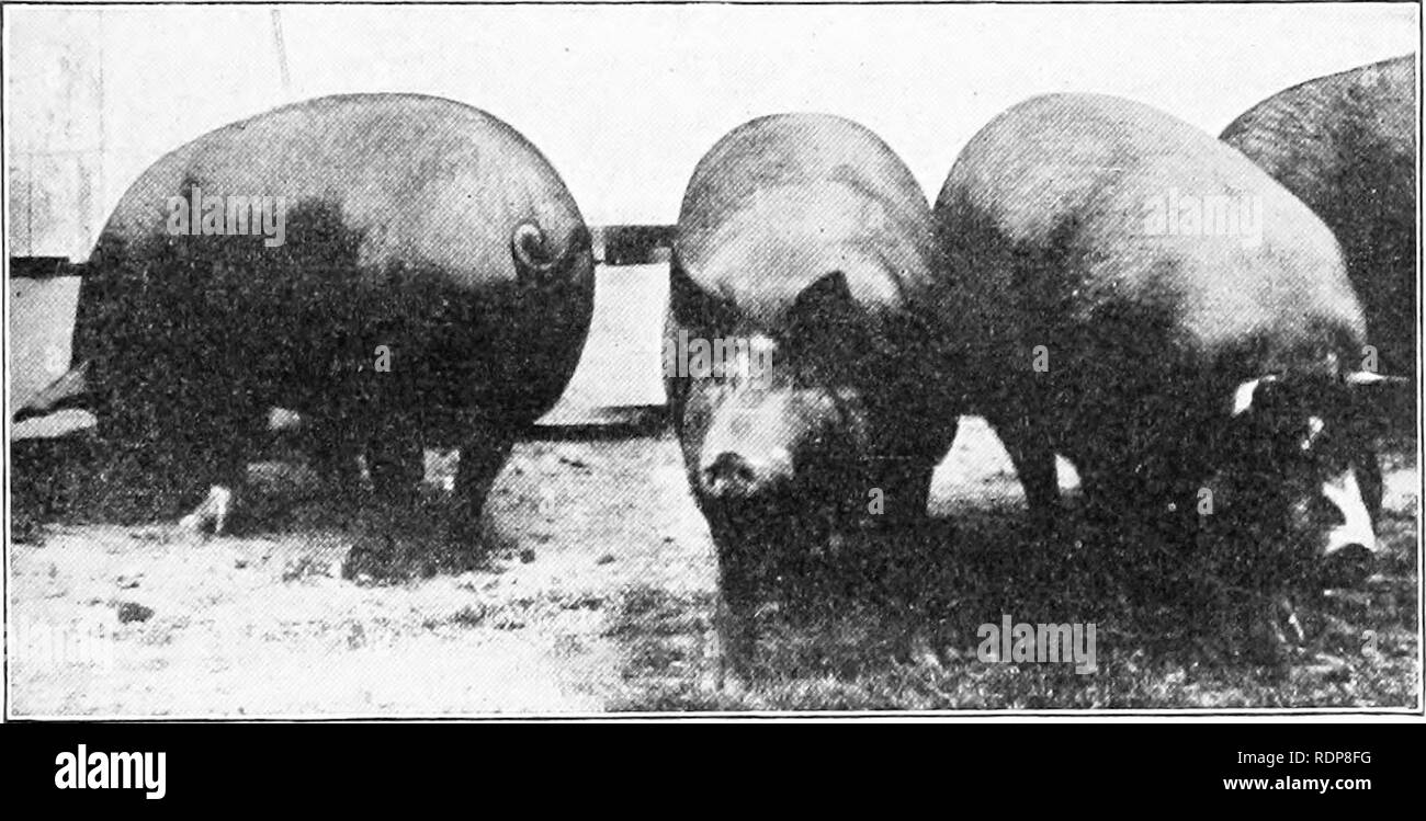 Market weight hog hires stock photography and images Alamy