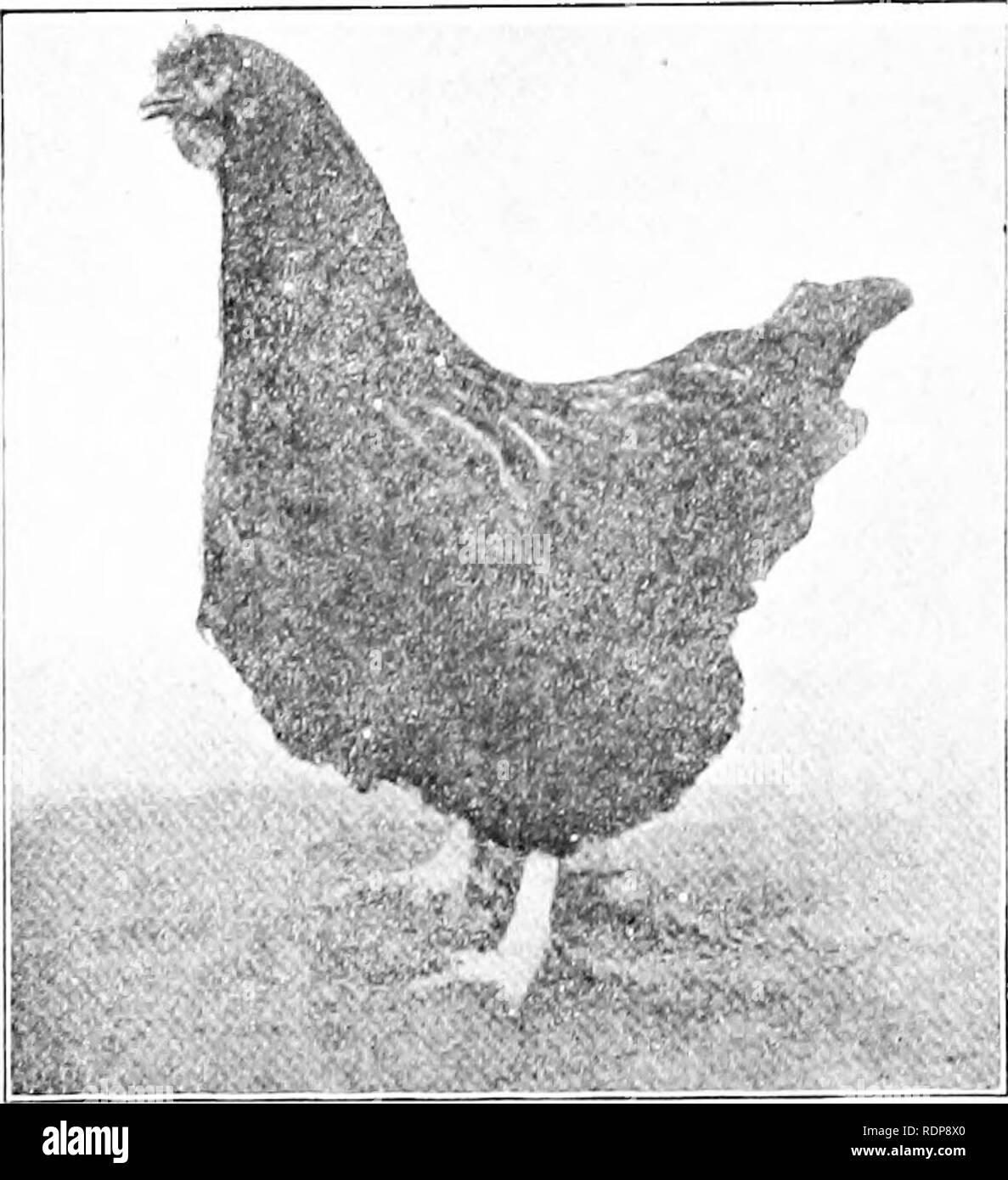 . Standard-bred Orpingtons, black, buff and white, their practical qualities; the standard requirements; how to judge them; how to mate and breed for best results, with a chapter on new non-standard varieties. Orpington chicken. Orpingtons in International E^^ Layin;* Contests D. E. Hale THE following contests that are generally spoken of as the Australian contests, have demonstrated some interesting facts, and one is, that the Orpingtons are a great all-around fowl, a fine winter layer and one of the most profitable breeds that have been entered in the contests. The second annual contest whic Stock Photo