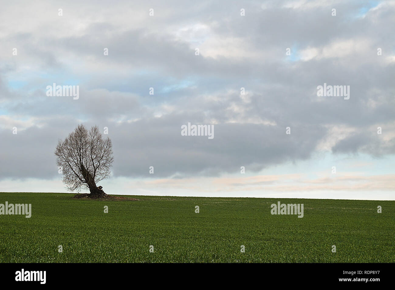 Tree standing alone hi-res stock photography and images - Alamy