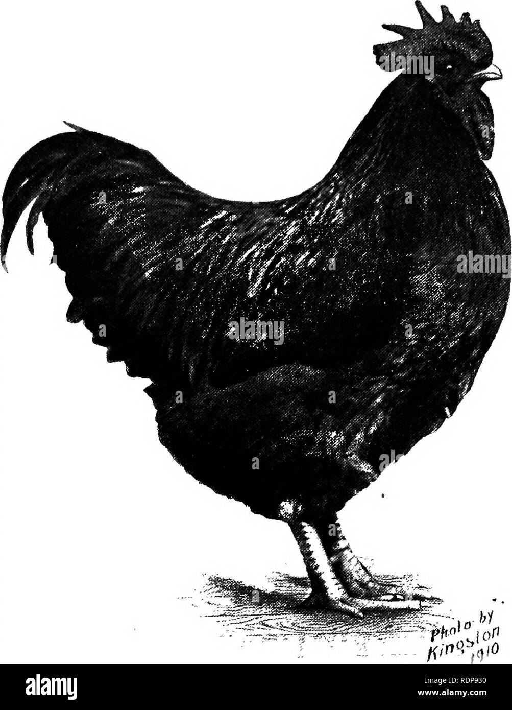 . Standard-bred Orpingtons, black, buff and white, their practical qualities; the standard requirements; how to judge them; how to mate and breed for best results, with a chapter on new non-standard varieties. Orpington chicken. THE ORPINGTONS 41 succeeding matings. As a rule the male will influence the color and type more than the -female does, while the latter influences the size. For this reason I would prefer a smallish male of really good type to a tall gawky male having nothing but size and color to recommend him. Among the first principles of color mating there are a few points I wish t Stock Photo