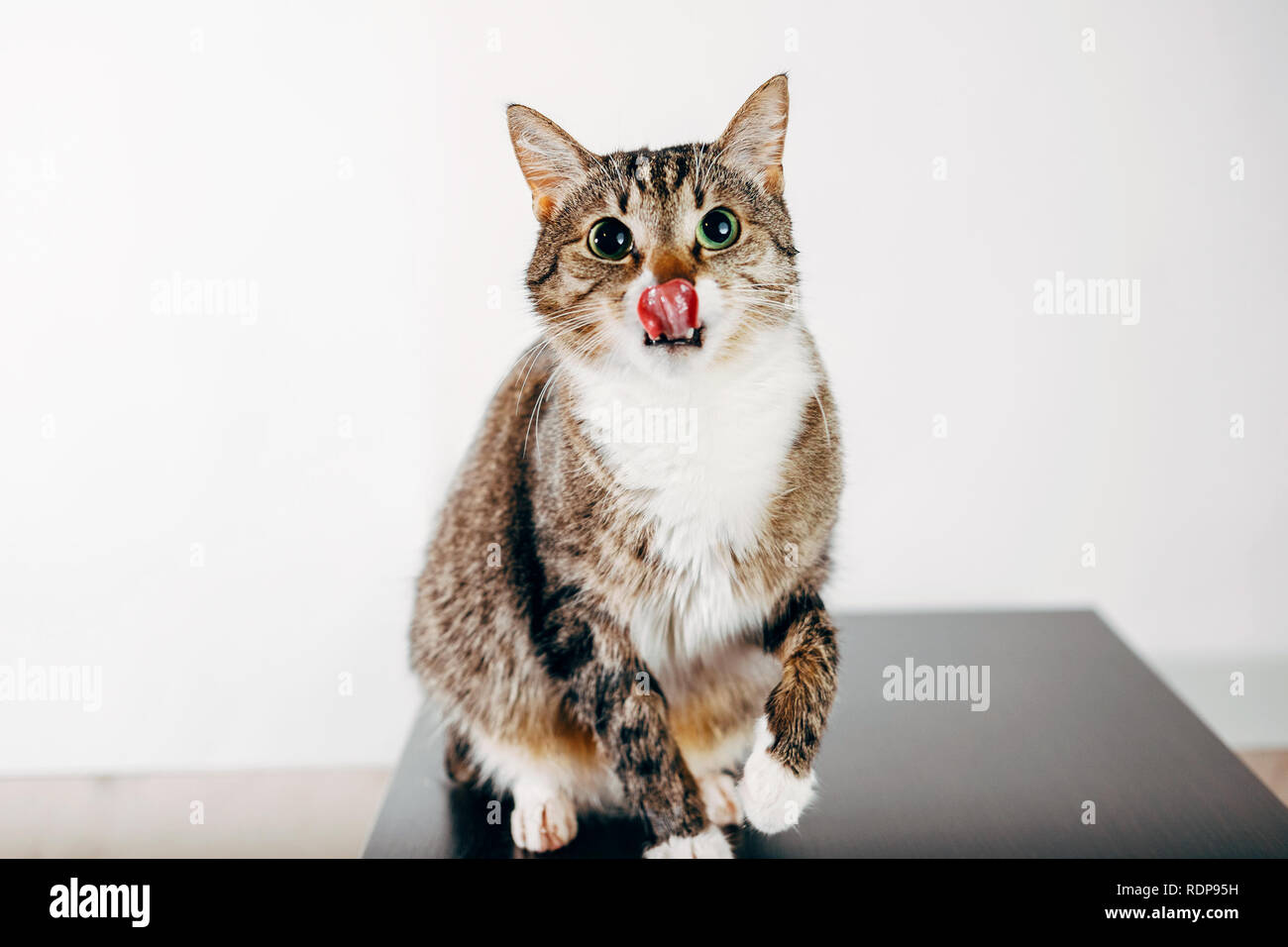 striped cat licks its nose Stock Photo Alamy