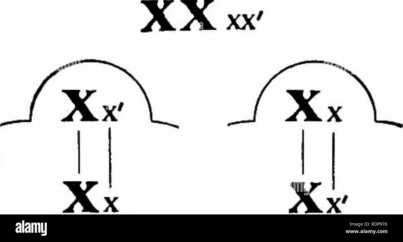 Mendelian heredity hires stock photography and images Alamy