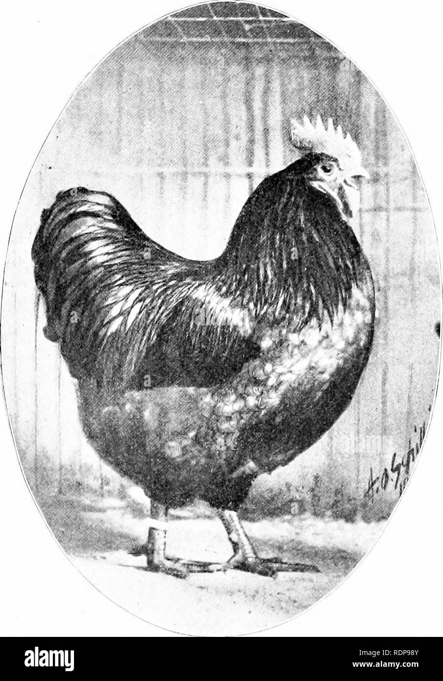 . Standard-bred Orpingtons, black, buff and white, their practical qualities; the standard requirements; how to judge them; how to mate and breed for best results, with a chapter on new non-standard varieties. Orpington chicken. 11 THE ORPINGTONS ripportunity to judge which were the best pure breeds. I ha u found good layers of every breed, and I have never yet kept any breed of fowls some of which did not lay all through the winter months. In this way I proved that the laying powers of the fowls are not so much regulated by the breed as by the strain. I found that the Plymouth Rock stood at  Stock Photo