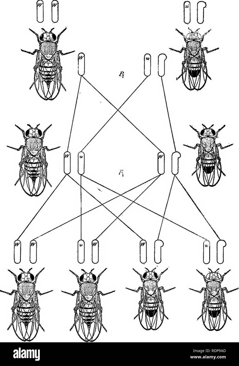 . The Mechanism of Mendelian heredity. Mendel's law; Heredity