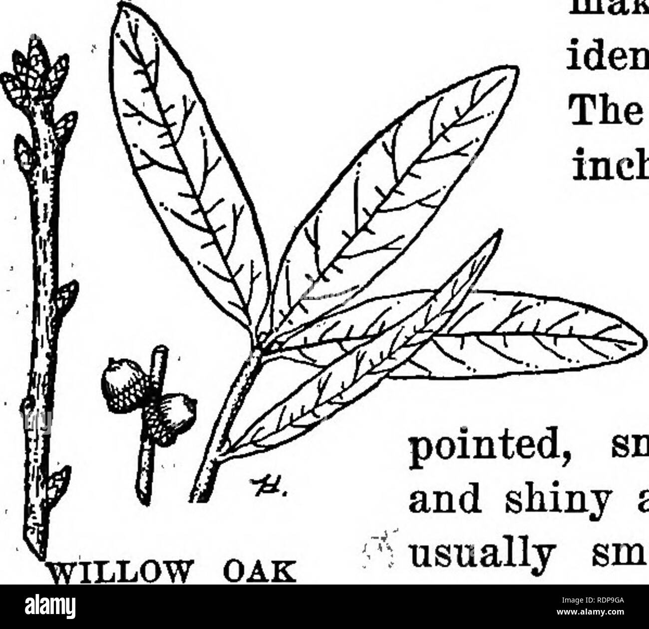 . Common forest trees of North Carolina. How to know them. A pocket manual. Trees; Forests and forestry. ^; i' : - â The small acorns, closely siet, along the stem, ma- ture at, the end of the second year. The nut is a light-brown hemisphere, about one-half) an inch in diameter, its base scarcely enclosed in thei'shallow, ]feddish-brown cup. The nuts are eaten as food b^ bluejayg, grackles (&quot;black birds&quot;), and severarother species of birds, as well as by rodents. The wood is not; separated commercially from other species in, the red oak group. It is heavy, strong, rather coarse-grain Stock Photo