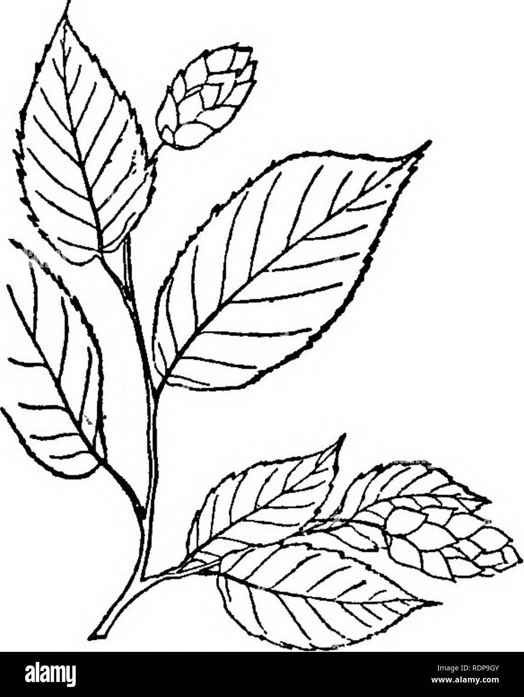 . Common forest trees of North Carolina. How to know them. A pocket