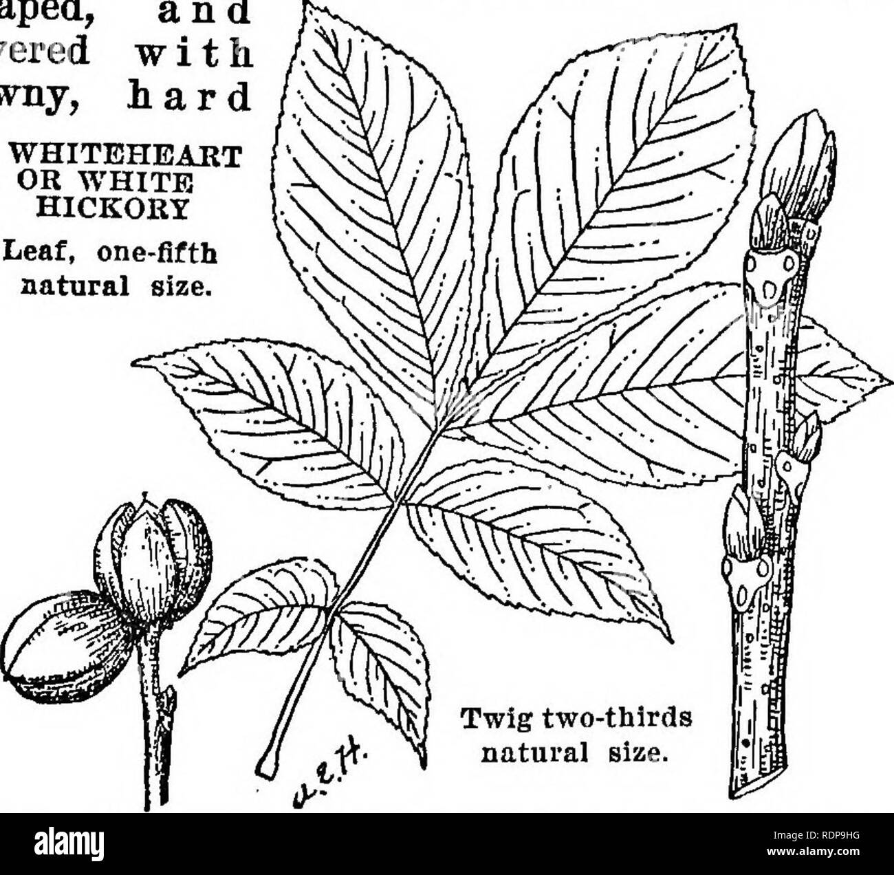 . Common forest trees of North Carolina. How to know them. A pocket manual. Trees; Forests and forestry. &gt;-«l^3-^ -^ ! -€&gt; -e&gt; ':&amp;. WHITEHEART OR WHITE HICKORY (Mockernut Hickory) {Hicoria alia Britton) {Garya alia K. Koch) THE white hickory, whiteheart, mockernut, or big-bud hickory is commoii on well-drained soils throughout the State. It is a tall, short-limbed tree averaging 60 feet high and 1 to 2 feet in diameter. The bark is dark gray, hard, closely and deeply furrowed, often apparently cross-furrowed or netted. The winter buds are large, round or broadly egg- shaped, and c Stock Photo