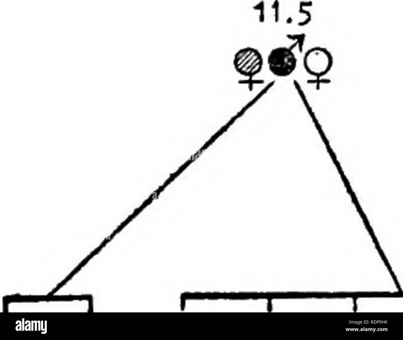 A new type of hereditary brachyphalangy in man. Hand; Heredity