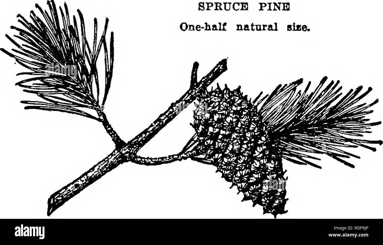 . Common forest trees of North Carolina. How to know them. A pocket manual. Trees; Forests and forestry. g&gt;.#g^-s ^â m^-cit^'^ ^-m^&lt;:^^ ^-jg^^jo?^ ^ SPRUCE PINE (Scrub Pine) (Pinus virginiana Mill.) THE spruce pine, scrub or southern jack pine, is found in greatest abundance over the upper and hilly parts of the State. It occurs often in pure stands in old fields and is very persistent in gully- ing, broken and very dry soils. It is one of our slower-growing pines. The side branches usually persist for many years, even after dying, thus giving SPEDCB PINE One-half nataral size.. From Sar Stock Photo