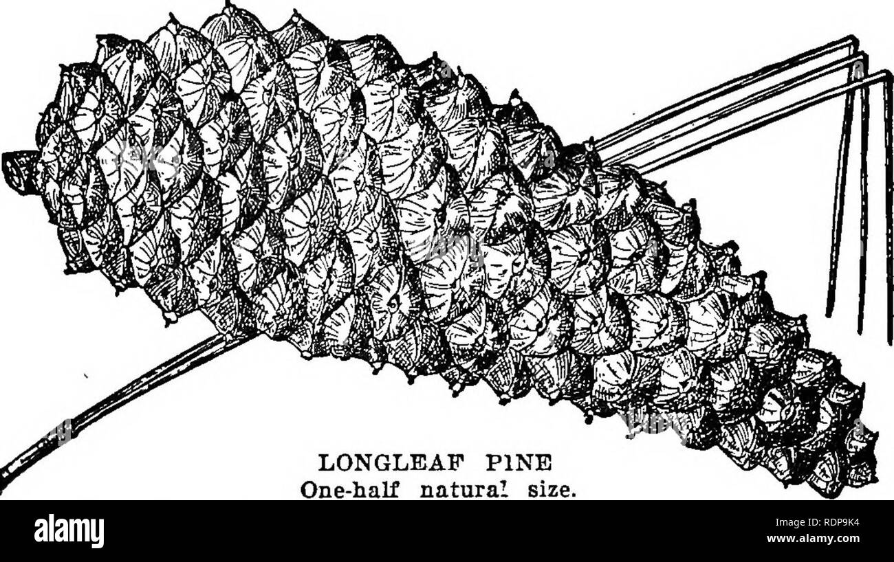 Common Forest Trees Of North Carolina How To Know Them A Pocket Manual Trees Forests And Forestry Gt G A E A C Aº A A Jt E Gt A A Gt Ggp Ks E Gt Longleaf Pine Pinus Palustris Mill The Young Longleaf