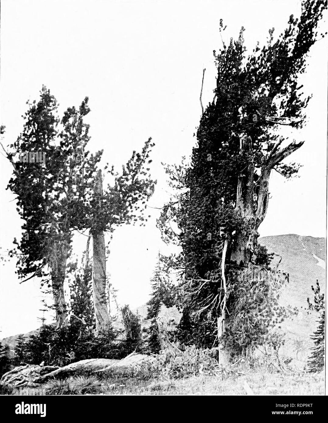 . A biological reconnaissance in the vicinity of Flathead Lake. Natural history. Bui. Univ. of Mont., Biol. Series No. 3. Plate XXIV,. Pines on the slope of Sinyaleamin Mountain, at altitude of 7800 feet, showing the struggle they make for an existence. Photo by Prof. L. A. Youtz.. Please note that these images are extracted from scanned page images that may have been digitally enhanced for readability - coloration and appearance of these illustrations may not perfectly resemble the original work.. Elrod, Morton John, 1863-. Missoula, University of Montana Stock Photo