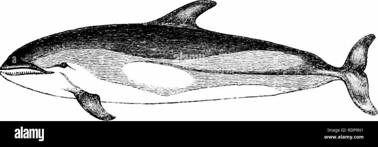 . A history of British quadrupeds, including the Cetacea. Mammals. 470 DELPHINID^. CETACEA. DELPHINIDJS. (ODONTOCETI.). WHITE-SIDED DOLPHIN. Delphinus acutus (J. E. Gray). Specific Character.—Black above, white below, on each flank is a large white stripe, which is continued above and behind by a yellow or brownish band. Rostrum of skull slender and pointed ; teeth ^f :^| to, §|;§| vertebrae 80 or 82, ribs 15 pairs. Length of adult 6 to 8 feet. Ddphmus acutus, J. E. Grat, Spic. Zool., 2 (1828). ,, eschrichtii, Schlehel, Abhandl. Zool., &amp;c., p. 23 (1841), ,, Uucopleurus, Basoh, &quot; Nova  Stock Photo