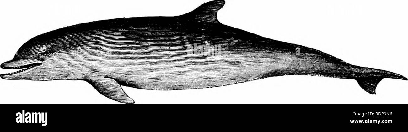 . A history of British quadrupeds, including the Cetacea. Mammals. BOTTLE-NOSED BOLPHIN. 467 CETACEA. (ODONTOCETI.) DELPHINIDjE.. BOTTLE-NOSED DOLPHIN. Delphinus tursio (Fabricius). Specific Character.—Back black, sides dusky, belly dirty white. Beak skort but distinct. Teeth ^jj:!&quot; to ||:|f, truncated in age. Rostrum of skull with two ribs above, formed by the convexity of the intermaxillaries ; vertebrae 41 ; ribs 13 pairs. Length of adult 8 to 12 feet. Delphinus tursio, ,, truncatus, Tn/rsio truncatus^ Tursiops tursio. Pabeioius, Fauna Groenl., 49 (1790). MoNTAOu, Mem. Wern. Soc, IIL,  Stock Photo