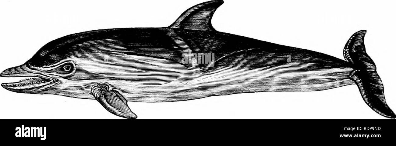 . A history of British quadrupeds, including the Cetacea. Mammals. 462 BELPHINIDiE. DELPHINID^. CETACEA. {ODONTOCETI.). Genus Delphinus (Linnaeus, 1766). Generic Character.—Head with well-marked produced beak ; a dorsal-fin. Teeth conical, equal, and numerous in both jaws. Beak of skull usually as long as brain-case, or eren longer. COMMON DOLPHIN. Delphinus delphis (Linn.). Specific Character.—Black above, shaded to brilliant white below. Teeth Is'^o to |g:f;; vertebra; 70 to 75. Length of adult 6 to 8 feet. Delphinus delphis, Linn^ds, Syst. Nat., I., 108 (1766). ,, vulgaris, LAoip^DE, Hist.  Stock Photo