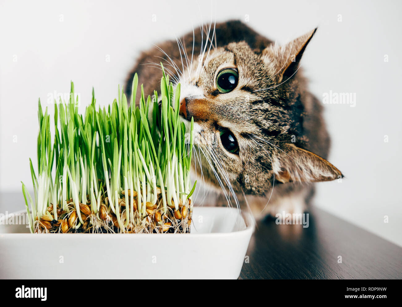 beautiful funny tabby cat eat taste green grass Stock Photo Alamy