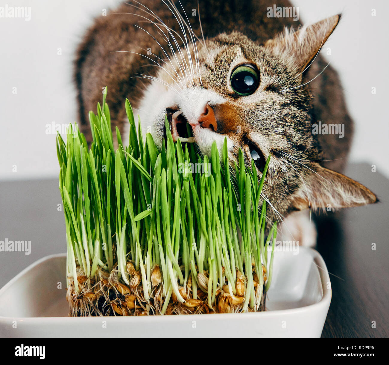 beautiful funny tabby cat eat taste green grass Stock Photo Alamy