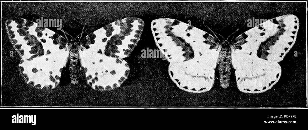 . Mendelism. Mendel's law. lOO MENDELISM CHAP. sives with regard to the sexes was peculiar. The original cross was between a lacticolor female and a normal male. All the Fi moths of both sexes were of the normal grossu- lariata typ&amp;. The Fi insects were then paired together. Fig. 17. Abraxas grossulanata, the common currant moth, and (on the right) its paler lacticolor variety. and gave a generation consisting of 3 normals: i lacti- color. But all the lacticolor were females, and all the males were of the normal pattern. It was, however,- found possible to obtain the lacticolor male by mat Stock Photo