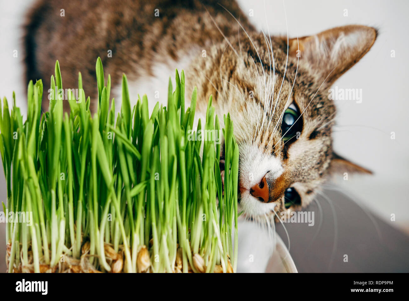 beautiful funny tabby cat eat taste green grass Stock Photo Alamy