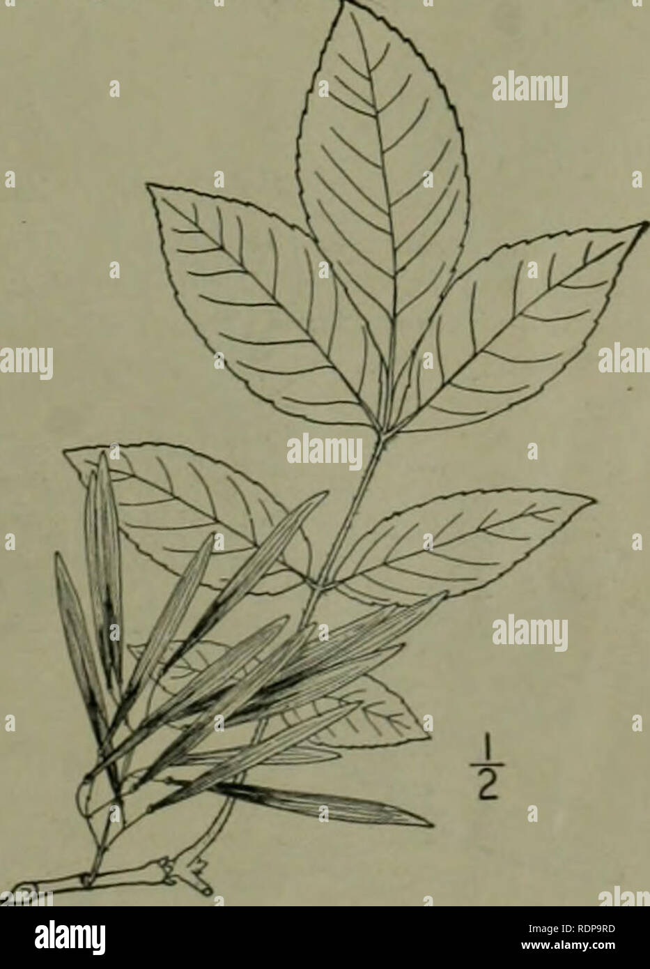 . An illustrated flora of the northern United States, Canada and the British possessions : from Newfoundland to the parallel of the southern boundary of Virginia and from the Atlantic Ocean westward to the 102nd meridian. Botany. 2. Fraxinus biltmoreana Beadle. Bilt- more Ash. Fig. 3315. F. biltmoreana Beadle, Bot. Gaz. 25 : 358. 1898. Similar to Fra.vinus americana. becoming at least 60° high, but the young twigs, petioles and leaf-rachis densely pubescent or tomentose. Leaflets 7-9, stalked, ovate to oblong-lanceo- late, entire-margined, or obscurely dentate, dark green and somewhat shining  Stock Photo