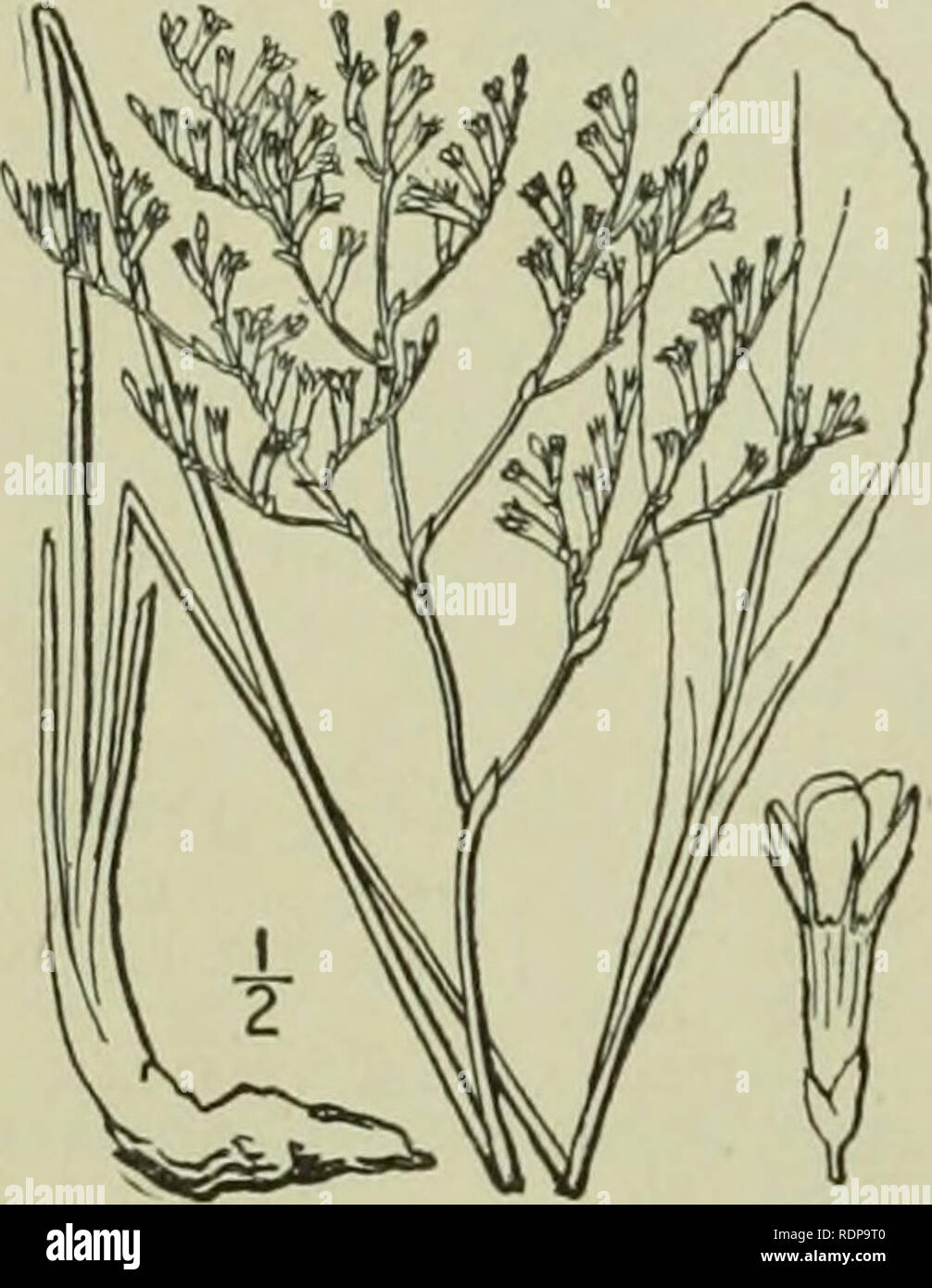 . An illustrated flora of the northern United States, Canada and the British possessions : from Newfoundland to the parallel of the southern boundary of Virginia and from the Atlantic Ocean westward to the 102nd meridian. Botany. PLUMBAGINACEAE. calyx, rarely a dehiscent capsule. Seed solitary; testa membranous; endosperm mealy, or none; embryo straight; cotyledons entire. About 10 genera and 350 species, of Inflorescence cymose-paniculate ; flowers ii Flowers in a dense termi head. ide geographic di one-sided spikes. ibution, mostly in saline situations. 1. Limonium. 2. Statice. I. LIMONIUM [ Stock Photo