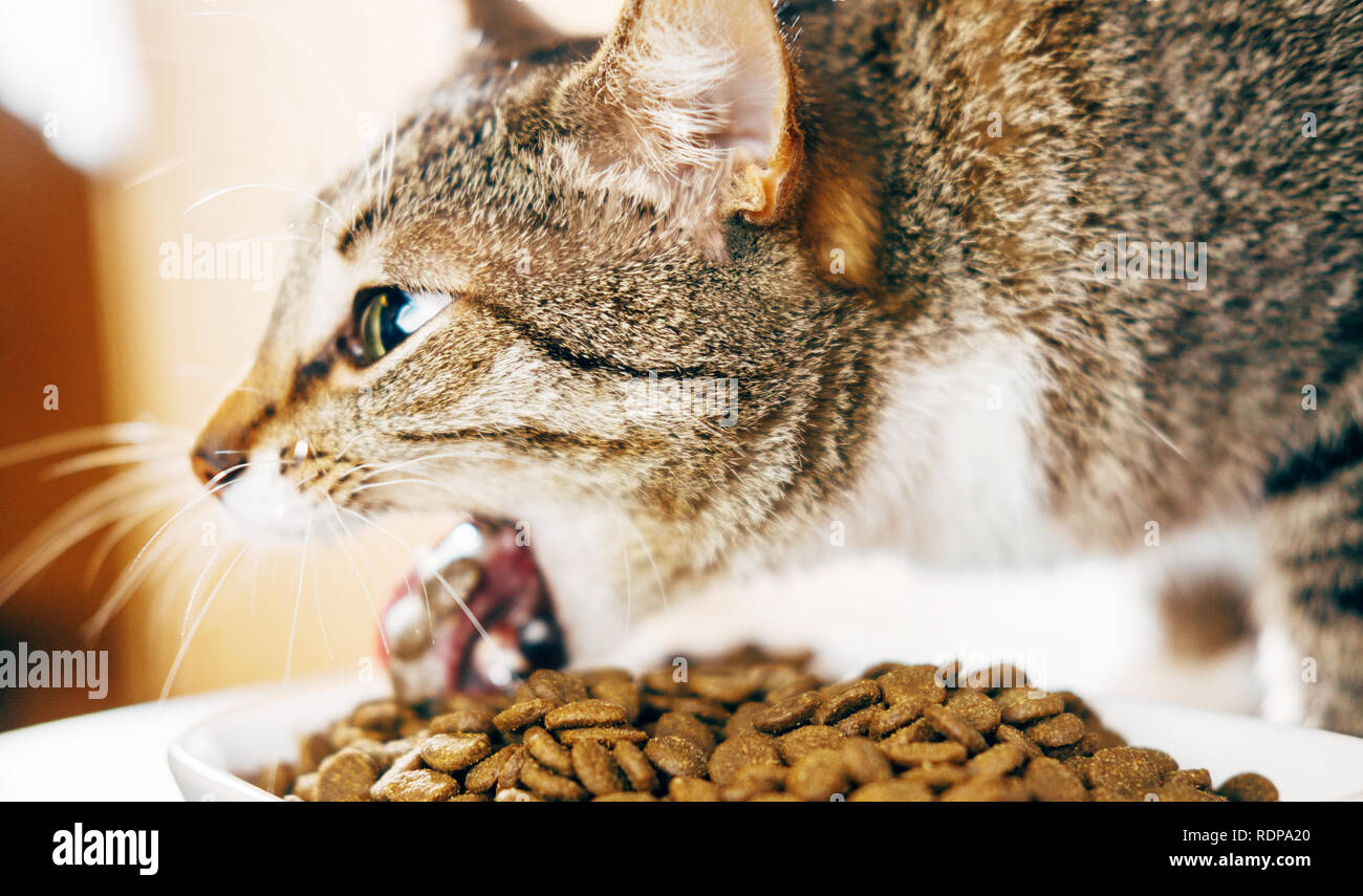 cat is sick food, sharpness at food Stock Photo Alamy