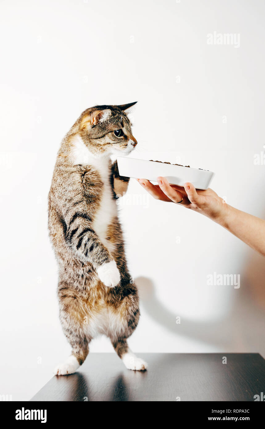 striped cat eats from the hand, cat steals food from plate Stock Photo