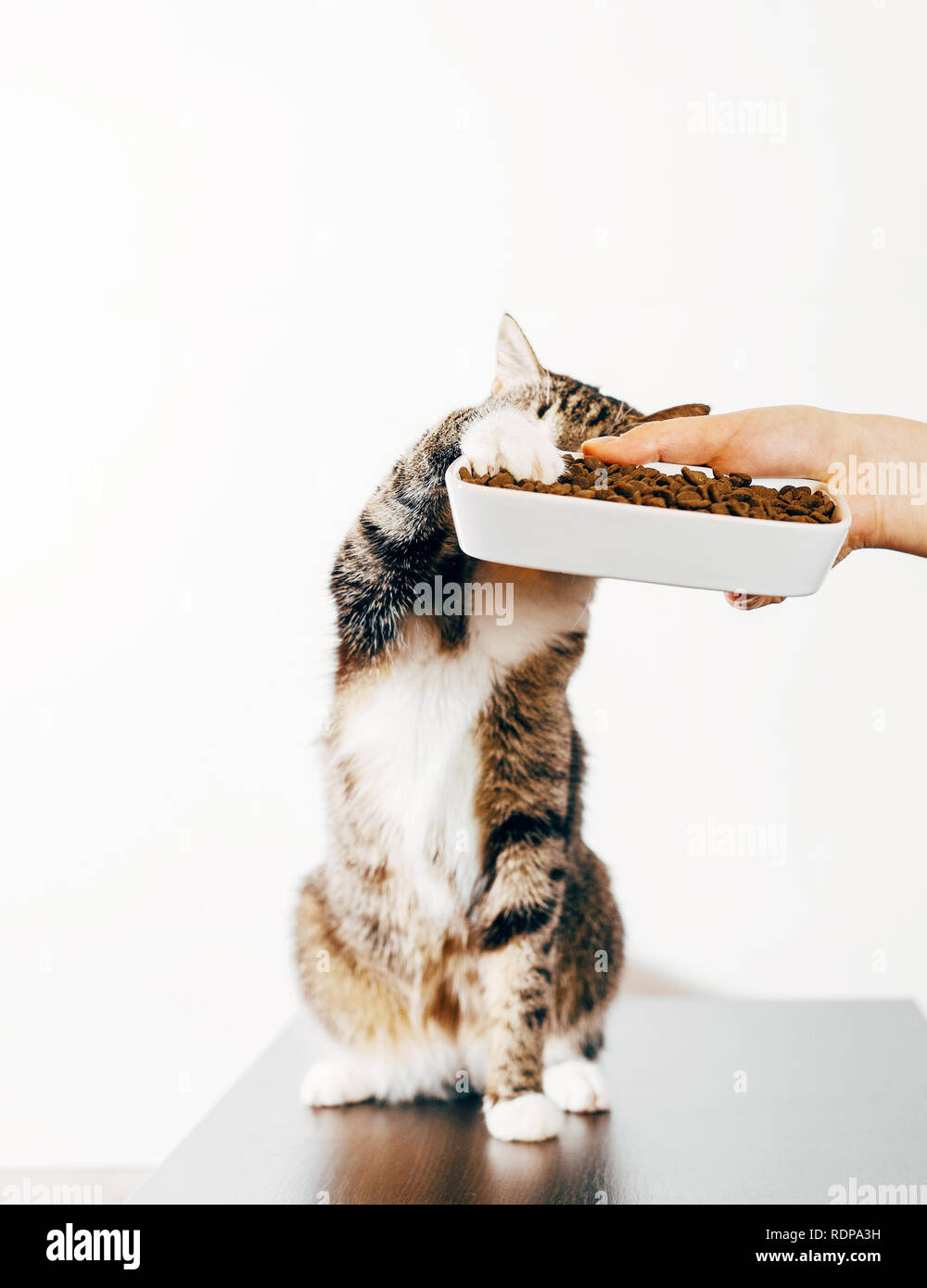 striped cat eats from the hand, cat steals food from plate Stock Photo Alamy