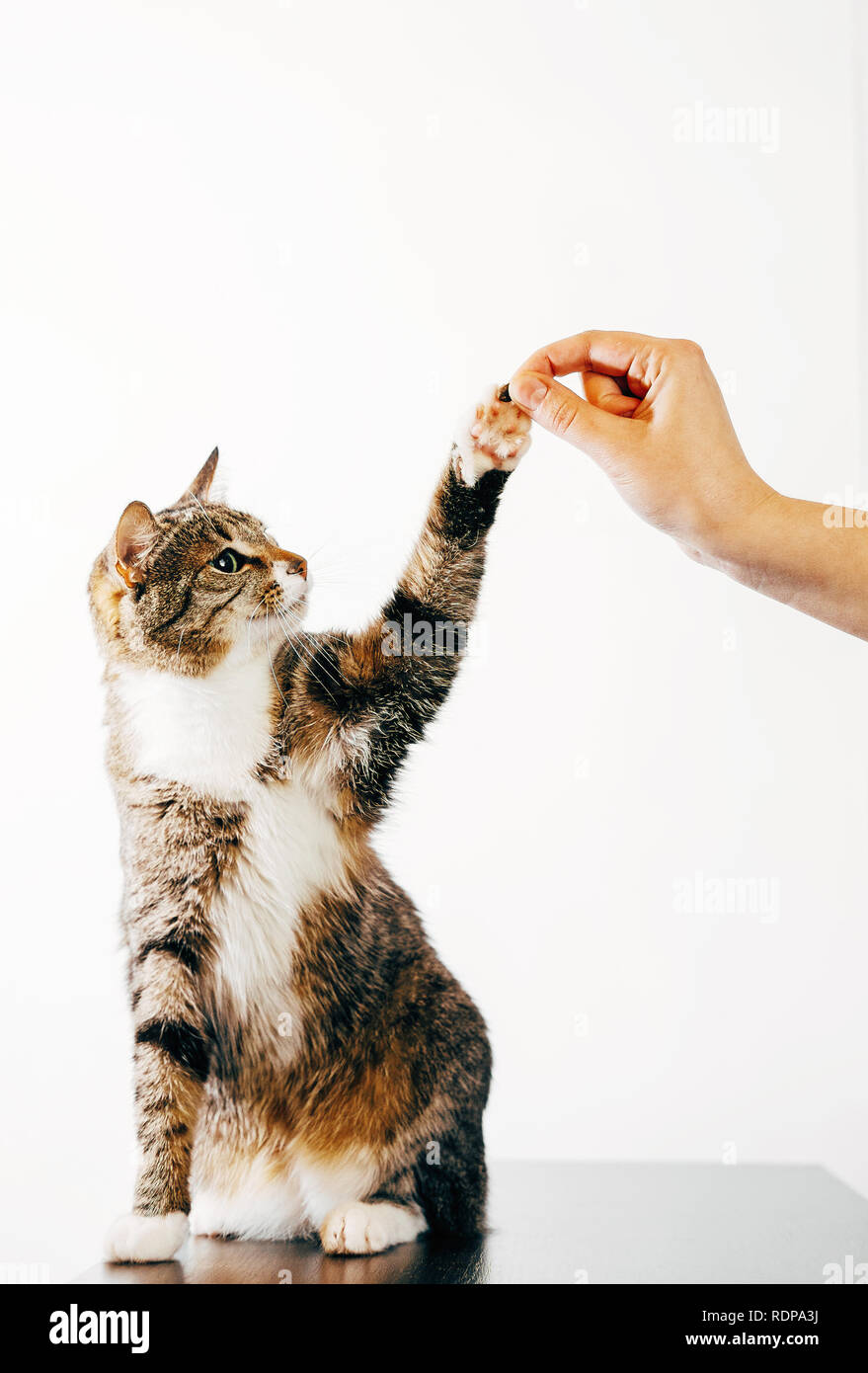 cat touches human hand, striped cat eats from hand Stock Photo Alamy