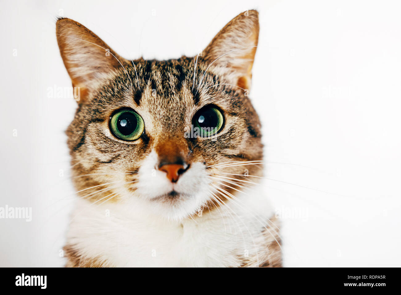 close-up portrait of cat on white background Stock Photo - Alamy