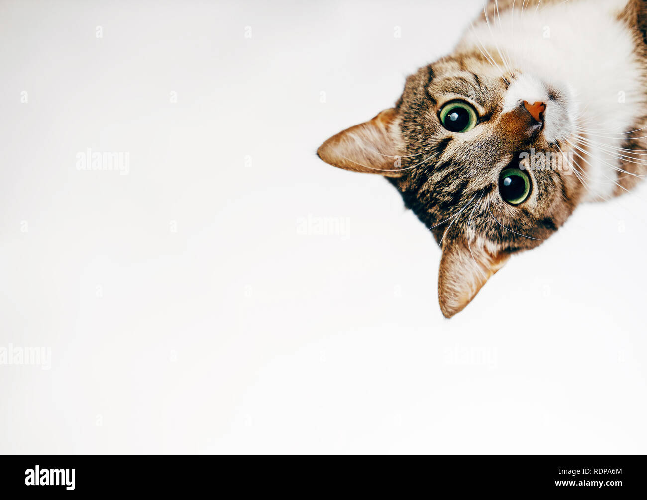 cat looks out on white background peeks around corner Stock Photo Alamy